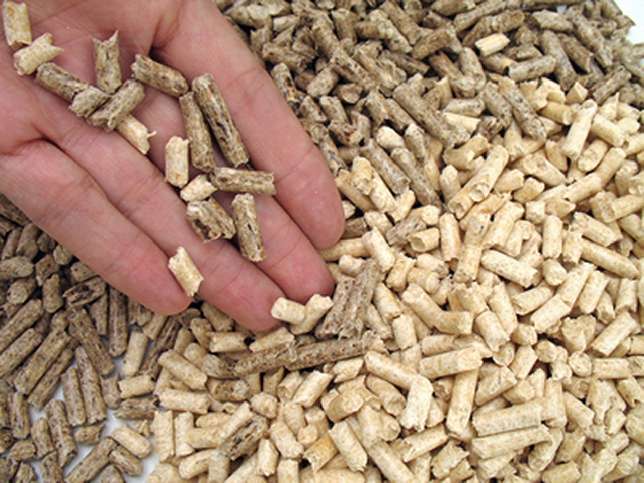 Las empresas españolas de biomasa confirman su éxito en el sector.
